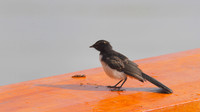 Willy Wagtail