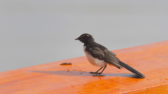 Willy Wagtail, Cairns, November 2013