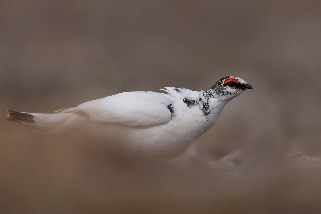 Ptarmigan, Batsjford, Norway, June 2023