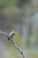 Waxwing, Finland, June 2023