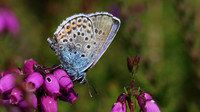 Silver-Studded Blue