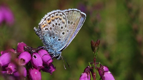 Silver-studded Blue, RSPB Arne, July 2016.
