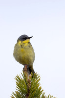 Grey-headed Wagtail, Svanvik, June 2023