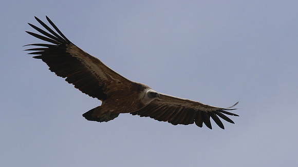 Griffon Vulture, Kensington Cliffs, Cyprus, May 2016