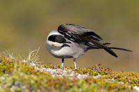 Long-tailed Skua, Mount Aliigas, Finland, June 2023