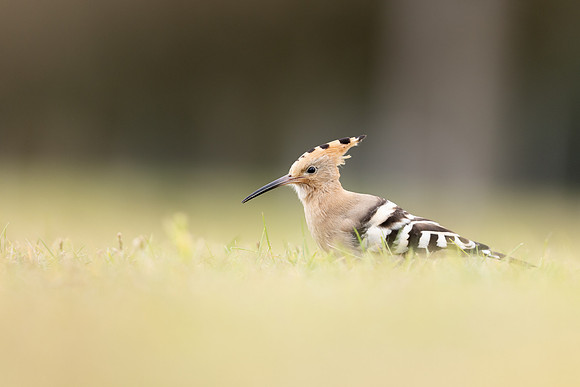 Hoopoe, Swansea, October 2024