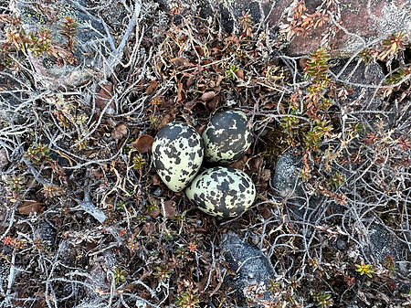 Dotterel, Batsjford,​ Norway, June 2023
