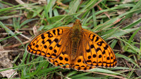 High Brown Fritillary, Alun Valley, July 2016