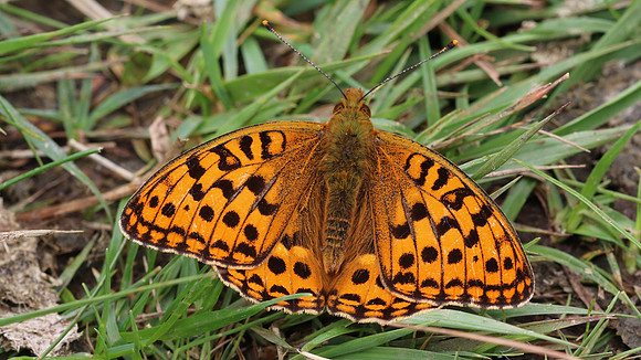 High Brown Fritillary, Alun Valley, July 2016
