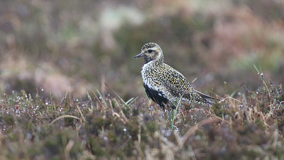 Golden Plover, Lochindorb, June 2016