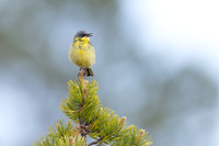 Grey-headed Wagtail, Svanvik, June 2023