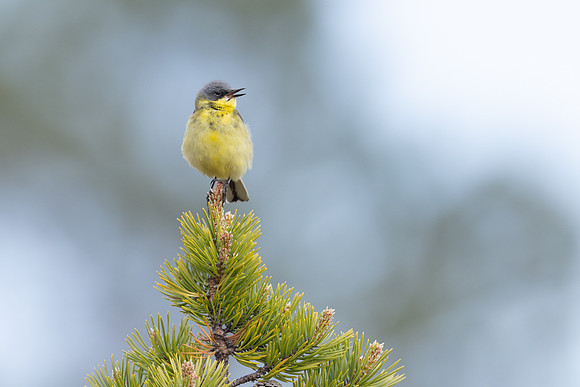 Grey-headed Wagtail, Svanvik, June 2023