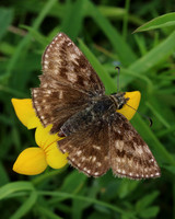 Dingy Skipper, Daneway Banks, June 2016