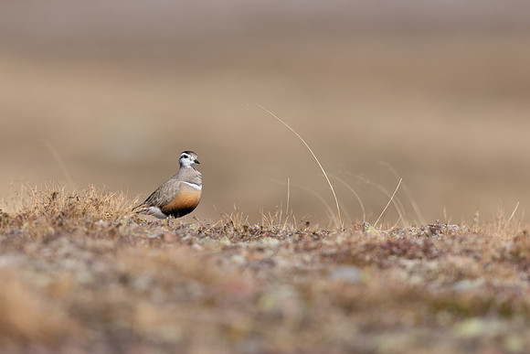 Dotterel, Batsjford, Norway, June 2023