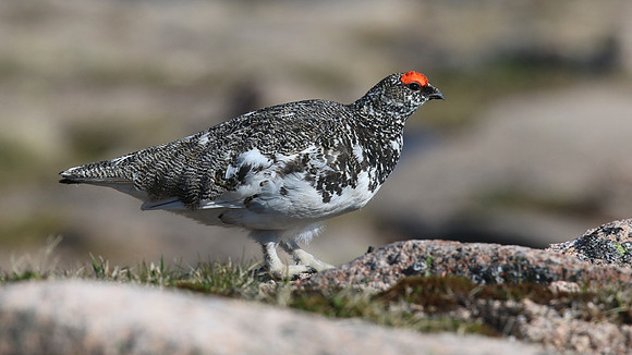 Ptarmigan, Cairngorm, June 2016