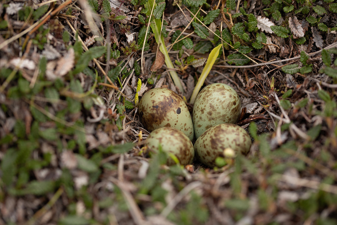 Purple Sandpiper, Nest 1, Raufarhofn, Iceland, June 2022
