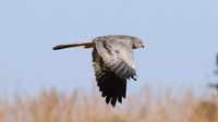 Montagu's Harrier, Anarita Park, Cyprus, May 2016