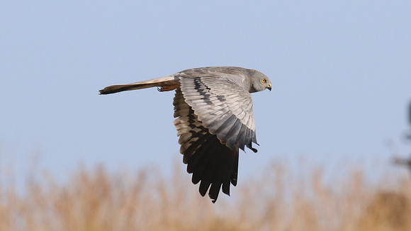 Montagu's Harrier, Anarita Park, Cyprus, May 2016
