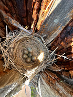 Fieldfare, Ivalo, Finland, June 2023