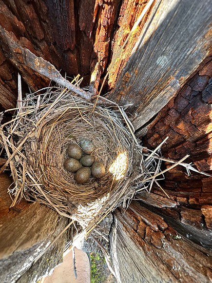 Fieldfare, Ivalo, Finland, June 2023