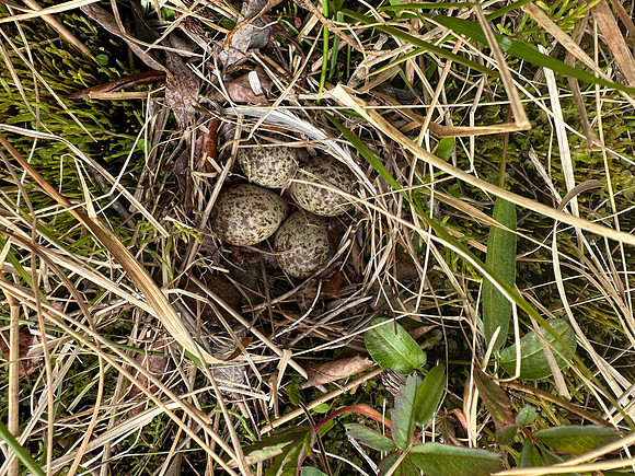 Temmincks Stint,Skallelv Neset, Norway, June 2023