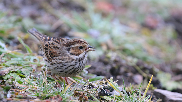 Little Bunting, Forest Farm, Feb 2015