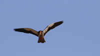 Amur Falcon, Anarita Park, Cyprus, May 2016