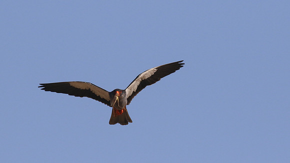Amur Falcon, Anarita Park, Cyprus, May 2016