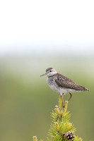 Wood Sandpiper, Svanvik, June 2023