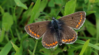 Brown Argus, Daneway Banks, June 2016