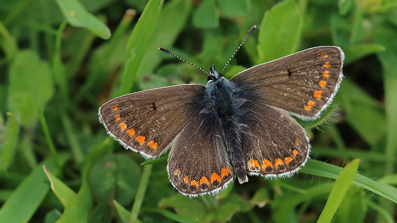 Brown Argus, Daneway Banks, June 2016