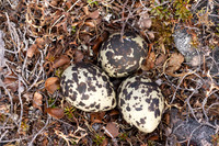 Dotterel