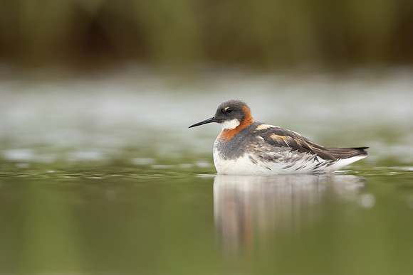 Red-necked Phalarope, Floi,  Iceland, June 2022
