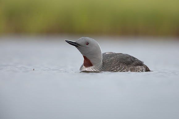 Red-throated Diver, Floi, Iceland, June 2022