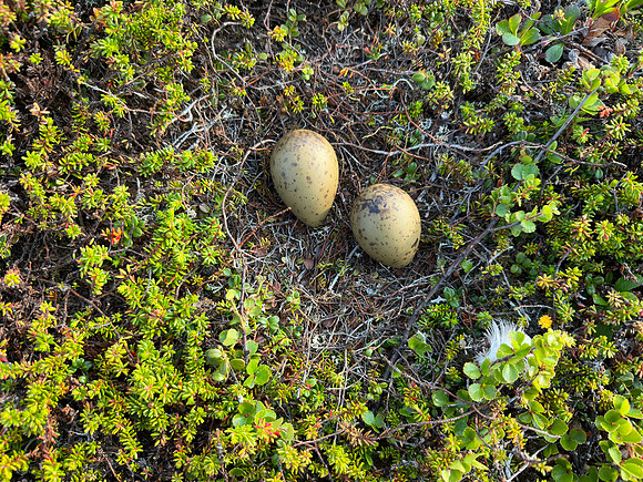 Arctic Skua, Skallelv Neset, Norway, June 2023