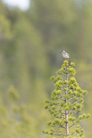 Wood Sandpiper, Svanvik, June 2023