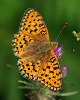 High Brown Fritillary, Alun Valley, June 2016