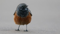 Eastern Black Redstart, Skinningrove, November 2016
