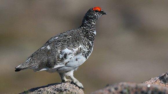 Ptarmigan, Cairngorm, June 2016