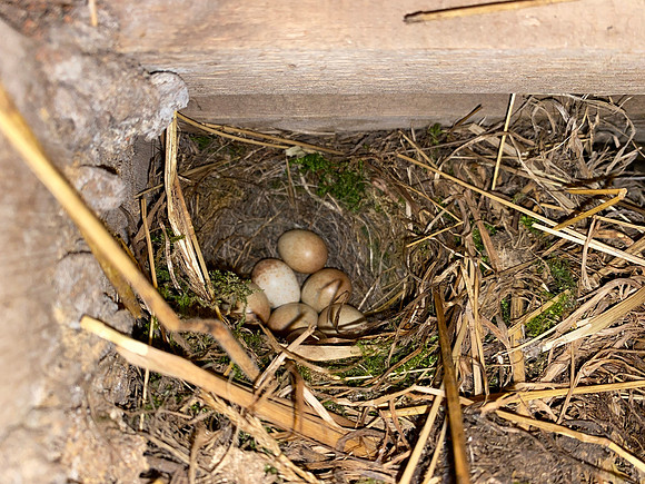 Robin, Oldbury, May 2022