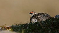 Ptarmigan, Cairngorm, June 2016