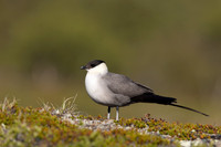 Long-tailed Skua, Mount Aliigas, Finland, June 2023