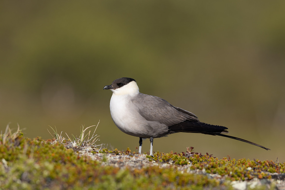 Long-tailed Skua, Mount Aliigas, Finland, June 2023