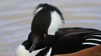 Hooded Merganser, Radipole Lake, Weymouth, March 2016