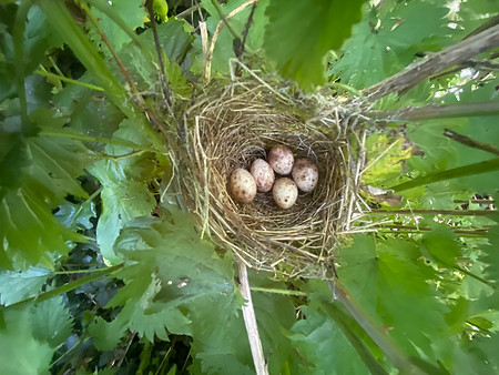 Blackcap, Tockington , May 2023