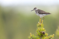 Wood Sandpiper, Svanvik, June 2023