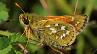 Silver Spotted Skipper