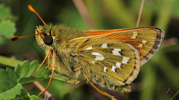 Silver Spotted Skipper, Fontwell Down, August 2016.