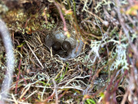 Lapland Bunting, Båtsfjord, Norway, June 2023