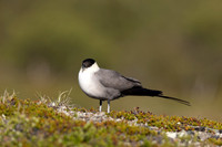 Long-tailed Skua, Mount Aliigas, Finland, June 2023